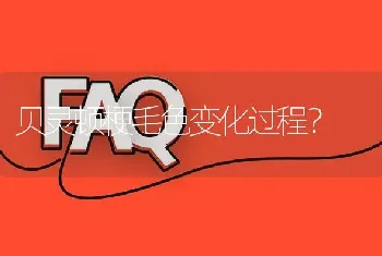 贝灵顿梗毛色变化过程？