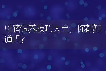 母猪饲养技巧大全，你都知道吗？