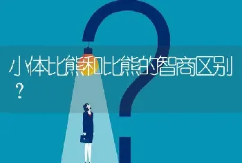 小体比熊和比熊的智商区别？