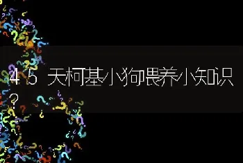 45天柯基小狗喂养小知识？