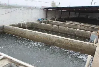 水泥池泥鳅养殖技术