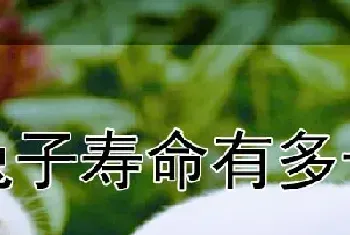 兔子寿命有多长