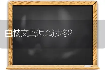 白腰文鸟怎么过冬？