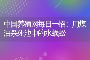 中国养殖网每日一招：用煤油杀死池中的水蜈蚣