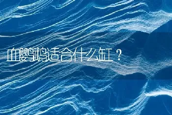 血鹦鹉适合什么缸？