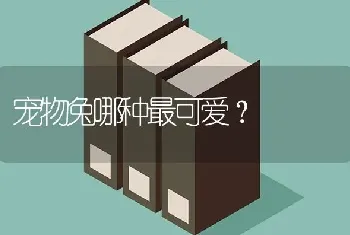 宠物兔哪种最可爱？