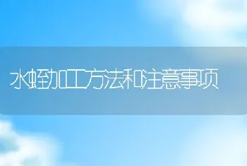 水蛭加工方法和注意事项