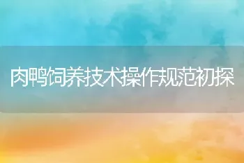 肉鸭饲养技术操作规范初探