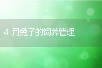 4月兔子的饲养管理