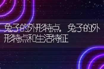 兔子的外形特点，兔子的外形特点和生活特征