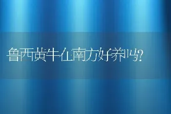 鲁西黄牛在南方好养吗？