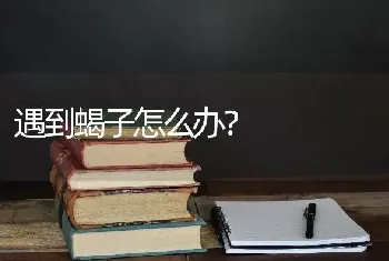 遇到蝎子怎么办？