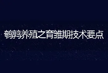 鹌鹑养殖之育雏期技术要点