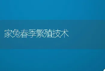 家兔春季繁殖技术