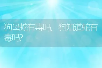 狗母蛇有毒吗，狗知道蛇有毒吗？