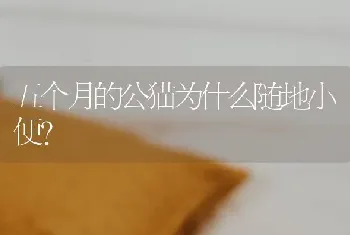 五个月的公猫为什么随地小便？