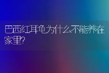 巴西红耳龟为什么不能养在家里？