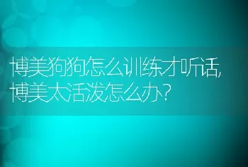 博美狗狗怎么训练才听话，博美太活泼怎么办？