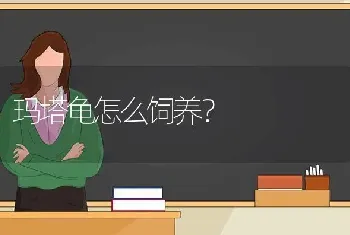 玛塔龟怎么饲养？