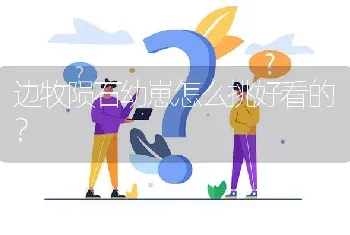 边牧陨石幼崽怎么挑好看的？