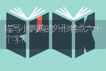 描写小鹦鹉的外形特点六十个字？