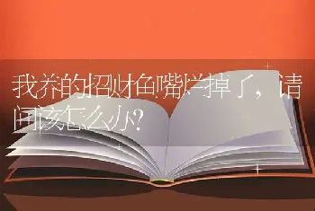 我养的招财鱼嘴烂掉了，请问该怎么办？