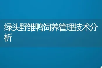 绿头野雏鸭饲养管理技术分析