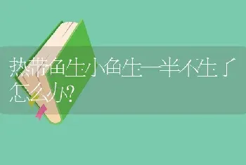 热带鱼生小鱼生一半不生了怎么办？