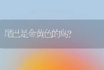 尾巴是金黄色的鸟？