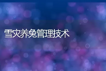 雪灾养兔管理技术