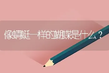 像蜻蜓一样的蝴蝶是什么？