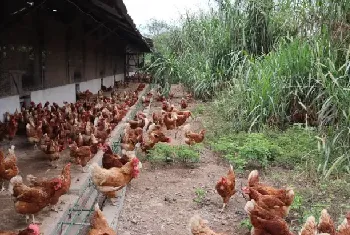 鸡脑软化症特点和治疗方法讲解