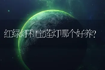 红绿灯和宝莲灯哪个好养？