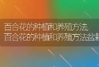 百合花的种植和养殖方法，百合花的种植和养殖方法盆栽