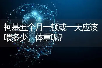 柯基五个月一顿或一天应该喂多少，体重呢？