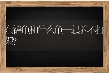 东锦龟和什么龟一起养不打架？