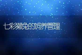 七彩獭兔的饲养管理