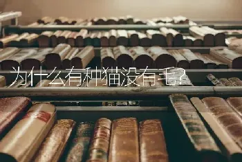 柯基多大能听懂人话？