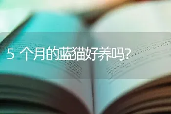 5个月的蓝猫好养吗？