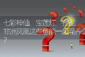 七彩神仙.宝莲灯.孔雀.非洲凤凰这些鱼能一起混养么？