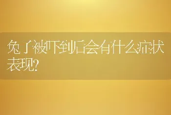 兔子被吓到后会有什么症状表现？