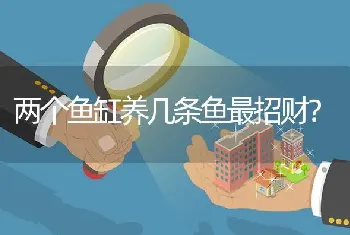 两个鱼缸养几条鱼最招财？