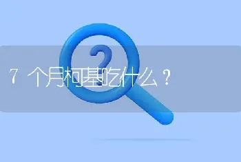 7个月柯基吃什么？