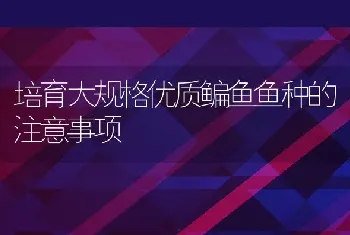 培育大规格优质鳊鱼鱼种的注意事项