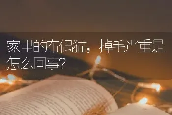 家里的布偶猫，掉毛严重是怎么回事？