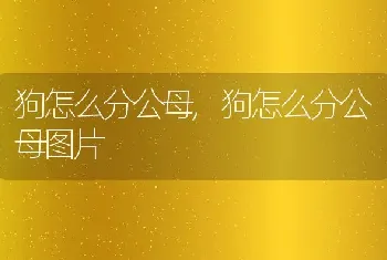 狗怎么分公母，狗怎么分公母图片