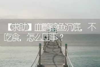 【求助】血鹦鹉鱼沉底，不吃食，怎么回事？