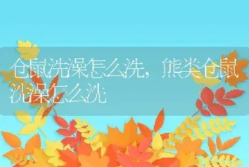 仓鼠洗澡怎么洗，熊类仓鼠洗澡怎么洗