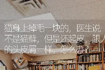 猫身上掉毛一块的，医生说不是猫藓，但是还起皮，跟人的头皮屑一样，怎么办？