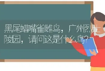 黑尾蜡嘴雀雌鸟，广州烈士陵园，请问这是什么鸟？